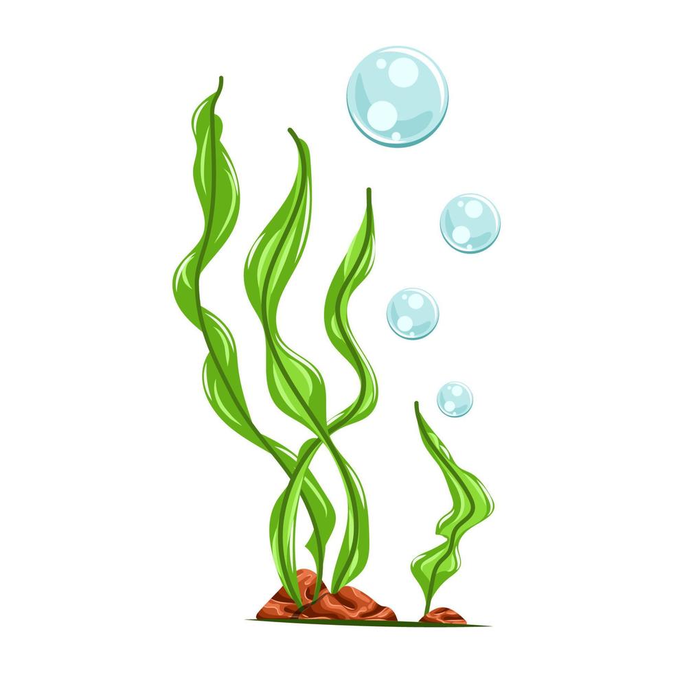 Cartoon seaweed illustration. Isolated on white background. vector
