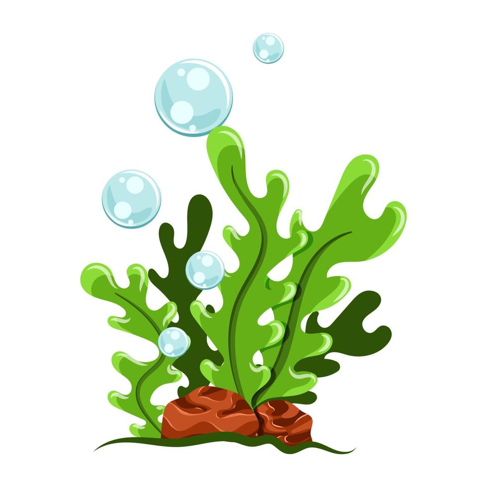 Cartoon seaweed illustration. Isolated on white background. vector