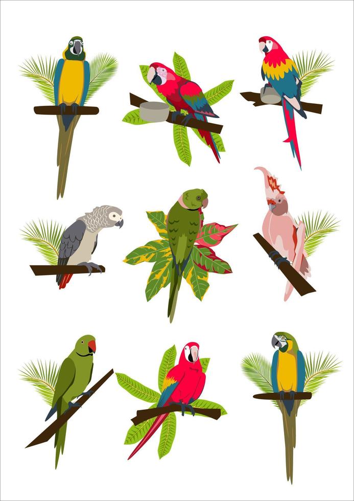 Tropical hand drawn colorful parrots set with plants and leaves. Macaw, cockatoo, gray and necklace parrot. Vector illustration isolated on white background.