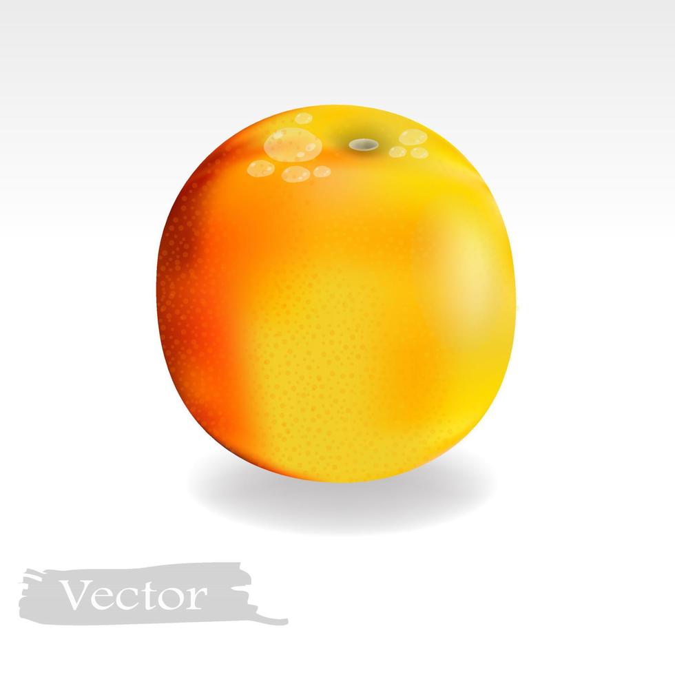 ilustración de vector naranja en estilo realista