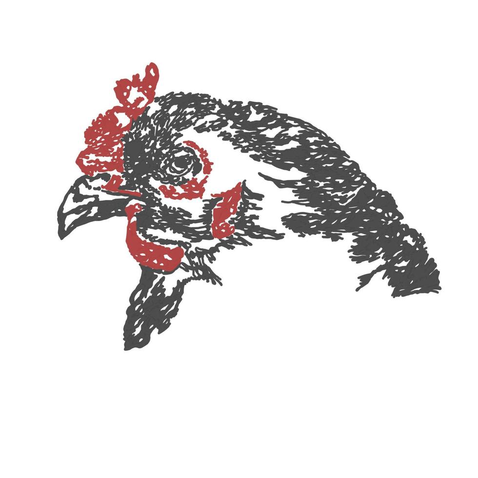 Hand drawn chicken vector
