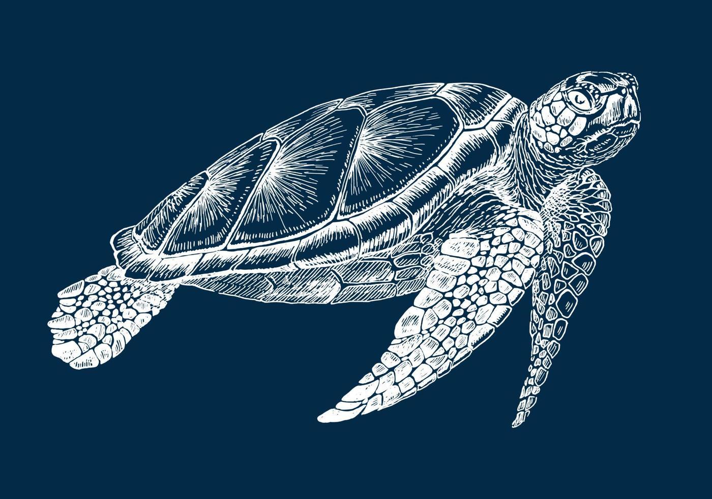 tortuga marina. ilustración dibujada a mano convertida en vector. vector con animal bajo el agua.