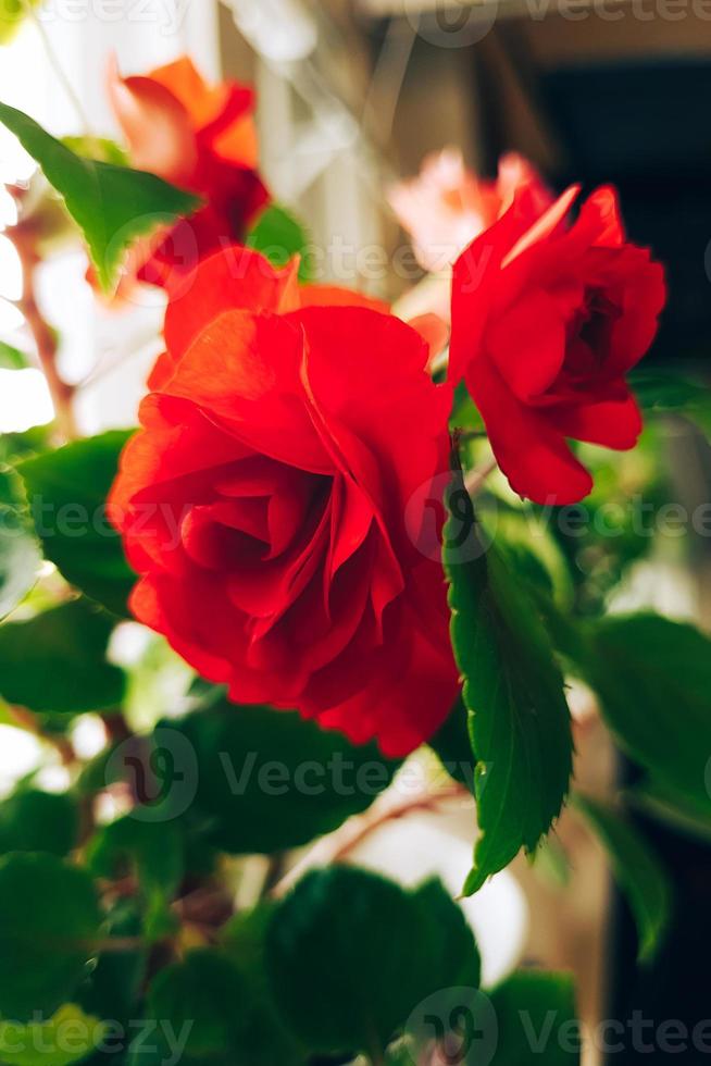 Red rose close up. Home flower impatiens balsamina. Growing plant in pots. photo