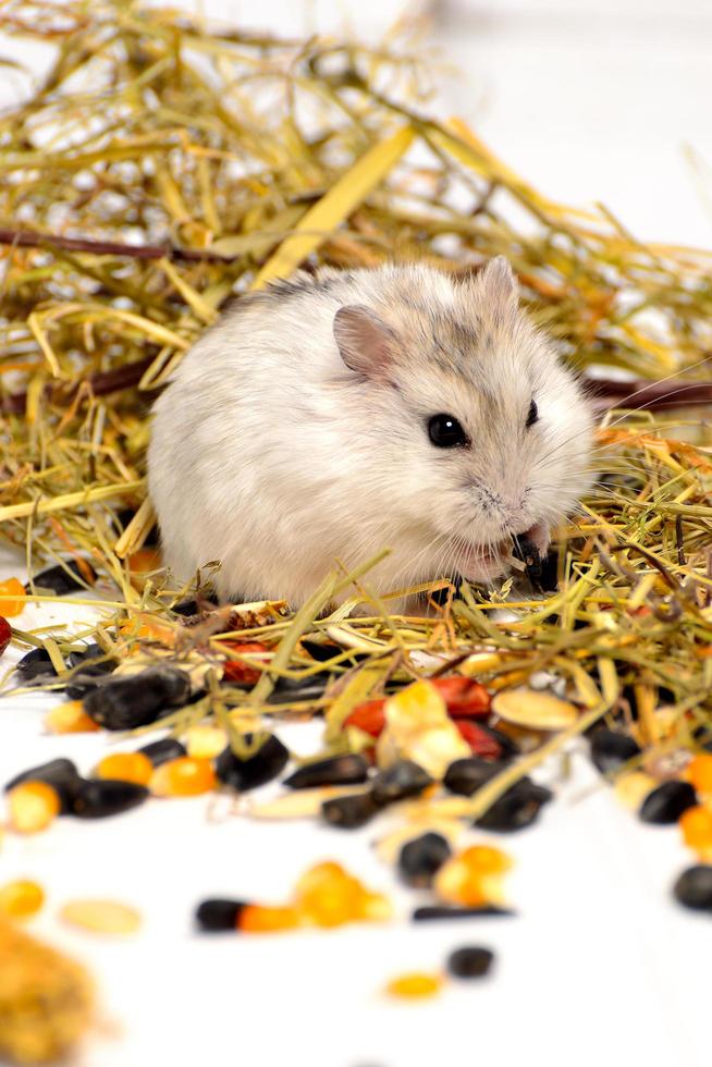 Jungar hamster on a white background photo