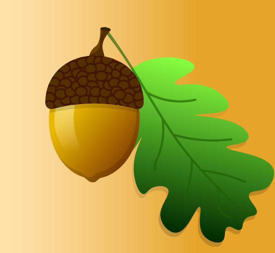 Acorn with green leaf vector