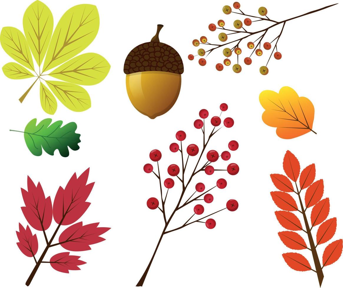 hojas de otoño conjunto floral vector