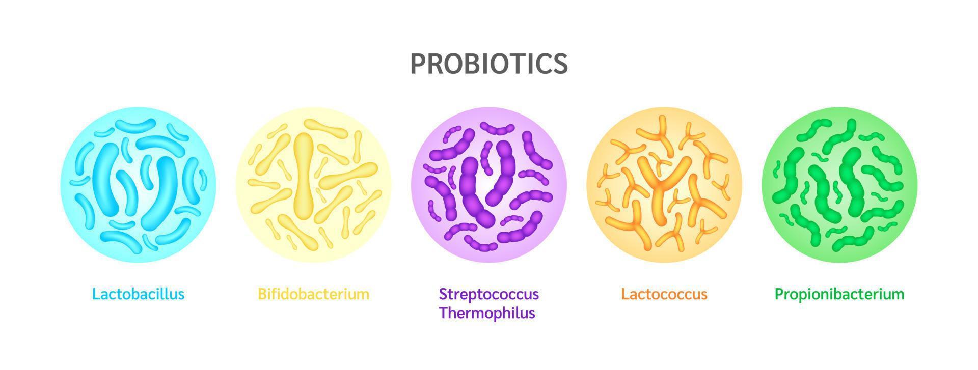 Probiotics lactic acid bacterium in milk, yogurt. Label Bifidobacterium, lactobacillus, streptococcus thermophilus, lactococcus, propionibacterium. Digestion healthcare concept. Vector EPS10.