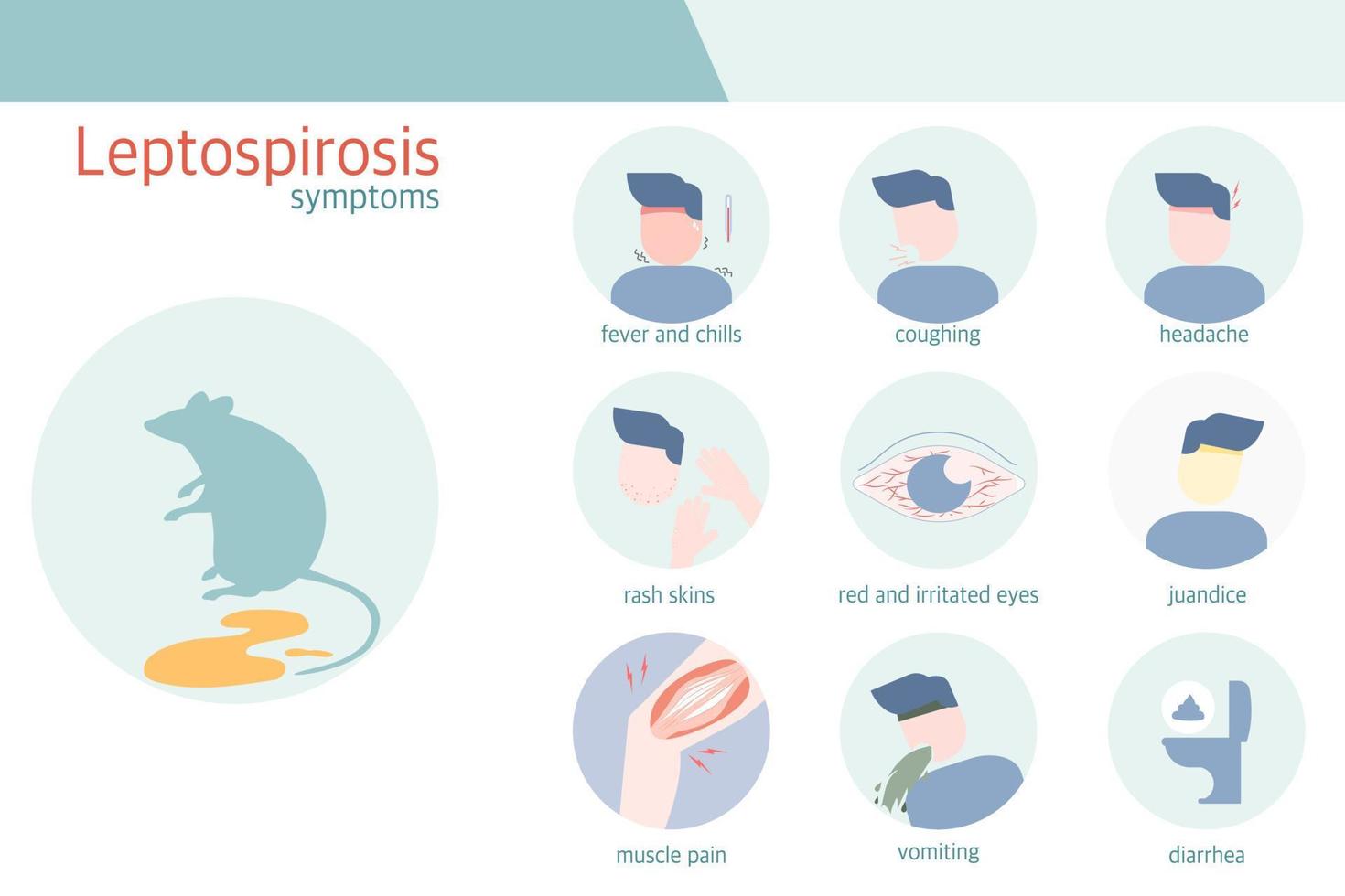 infografía de los síntomas de la leptospirosis vector