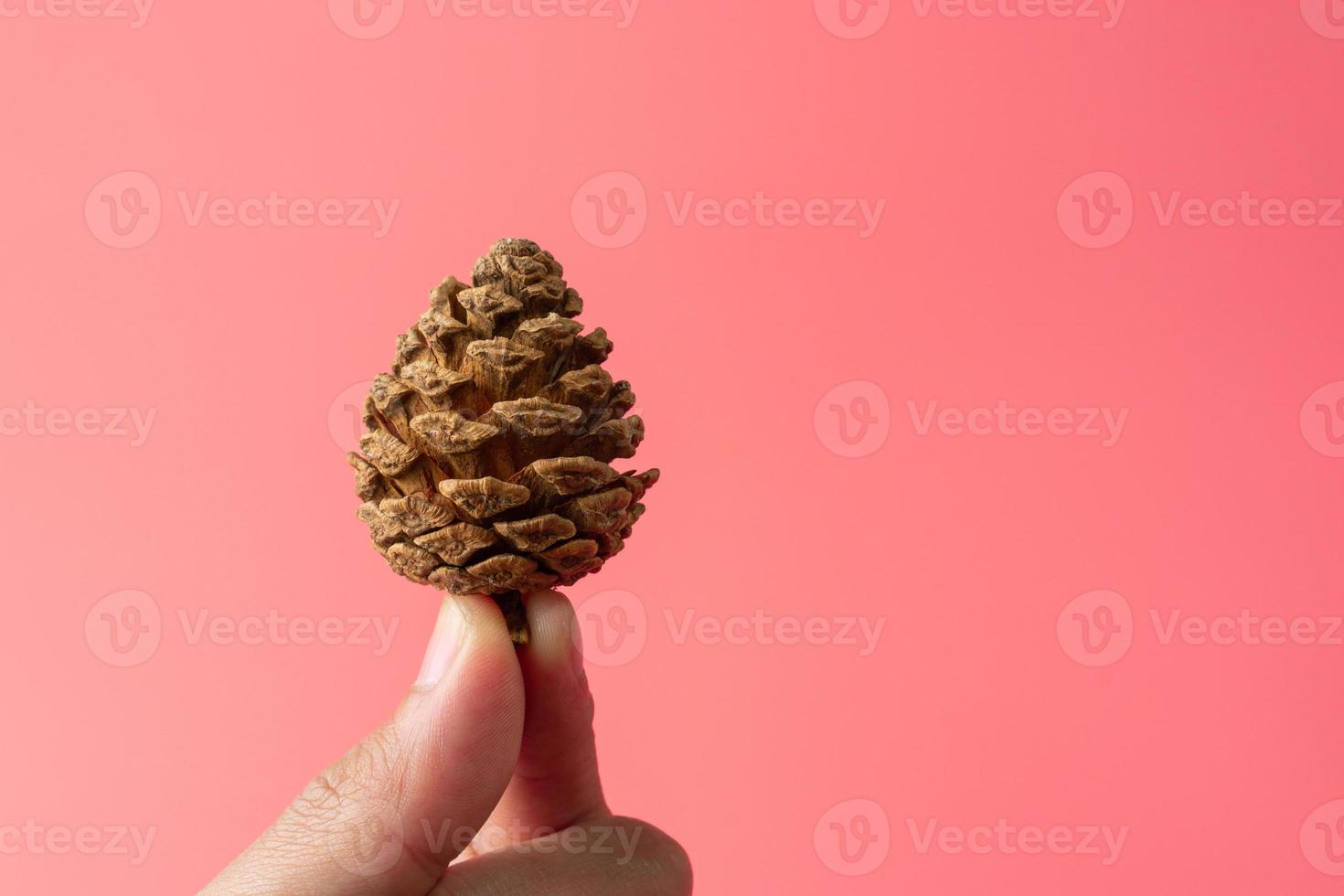 Pinecone on a light pink background with a copy space. photo