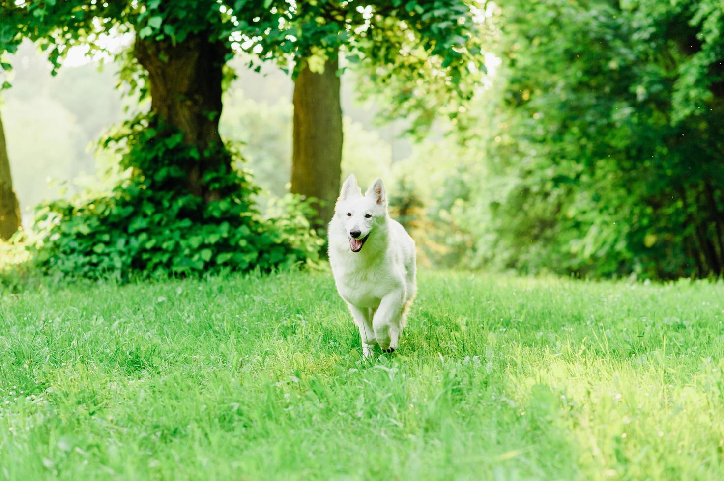 White Swiss Shepherd photo