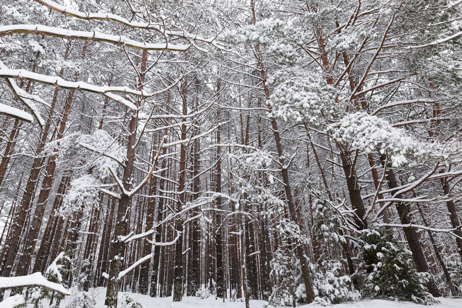 frosty winter after snowfall with long pines or firs photo