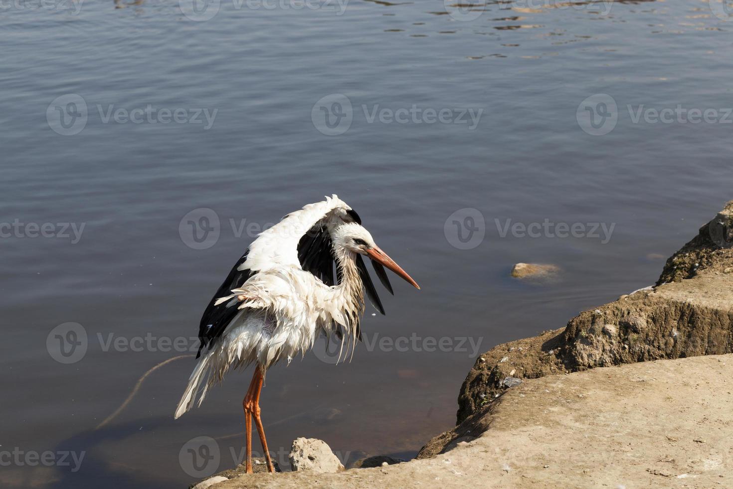 common white stork photo