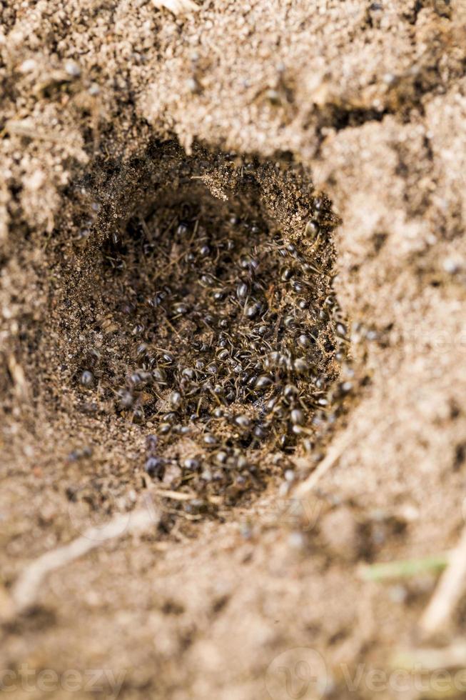 ants crawling on the sand photo
