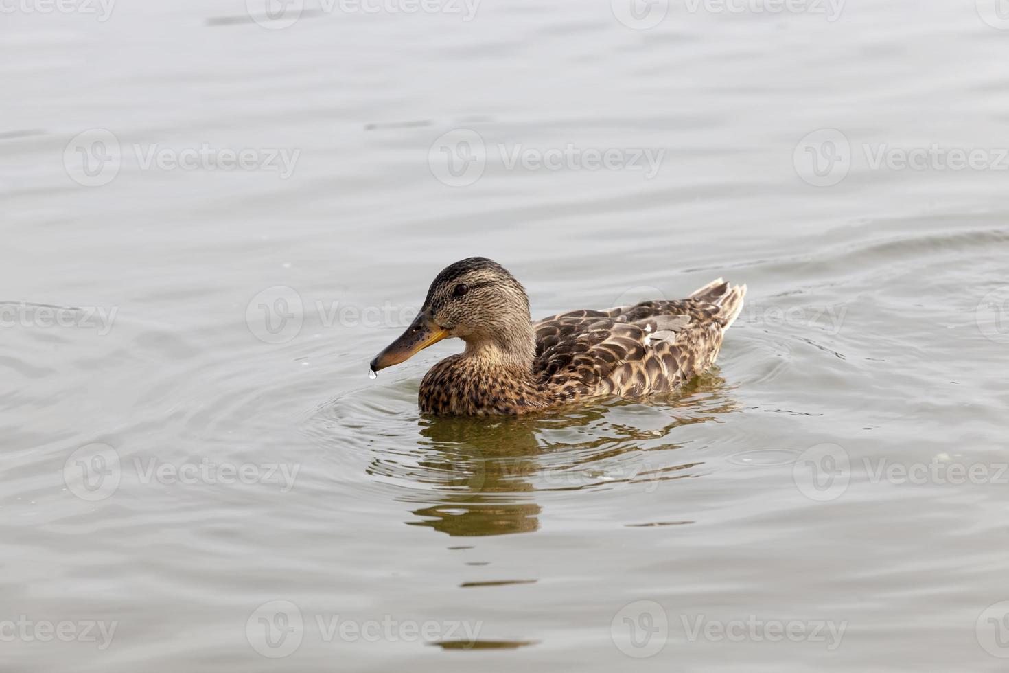 wild waterfowl ducks in nature photo