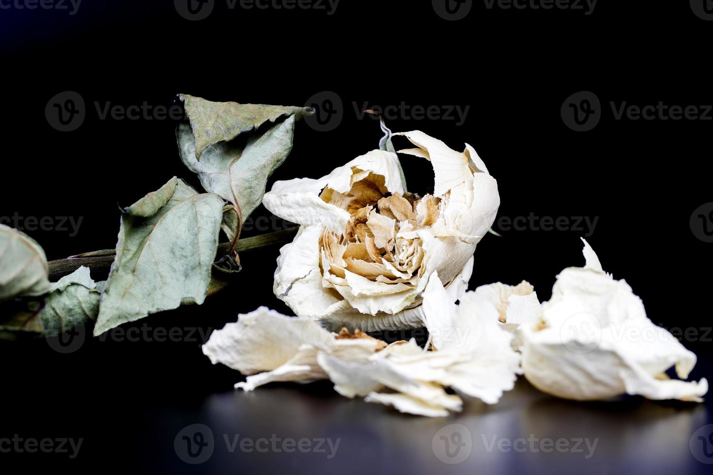 dry white rose photo