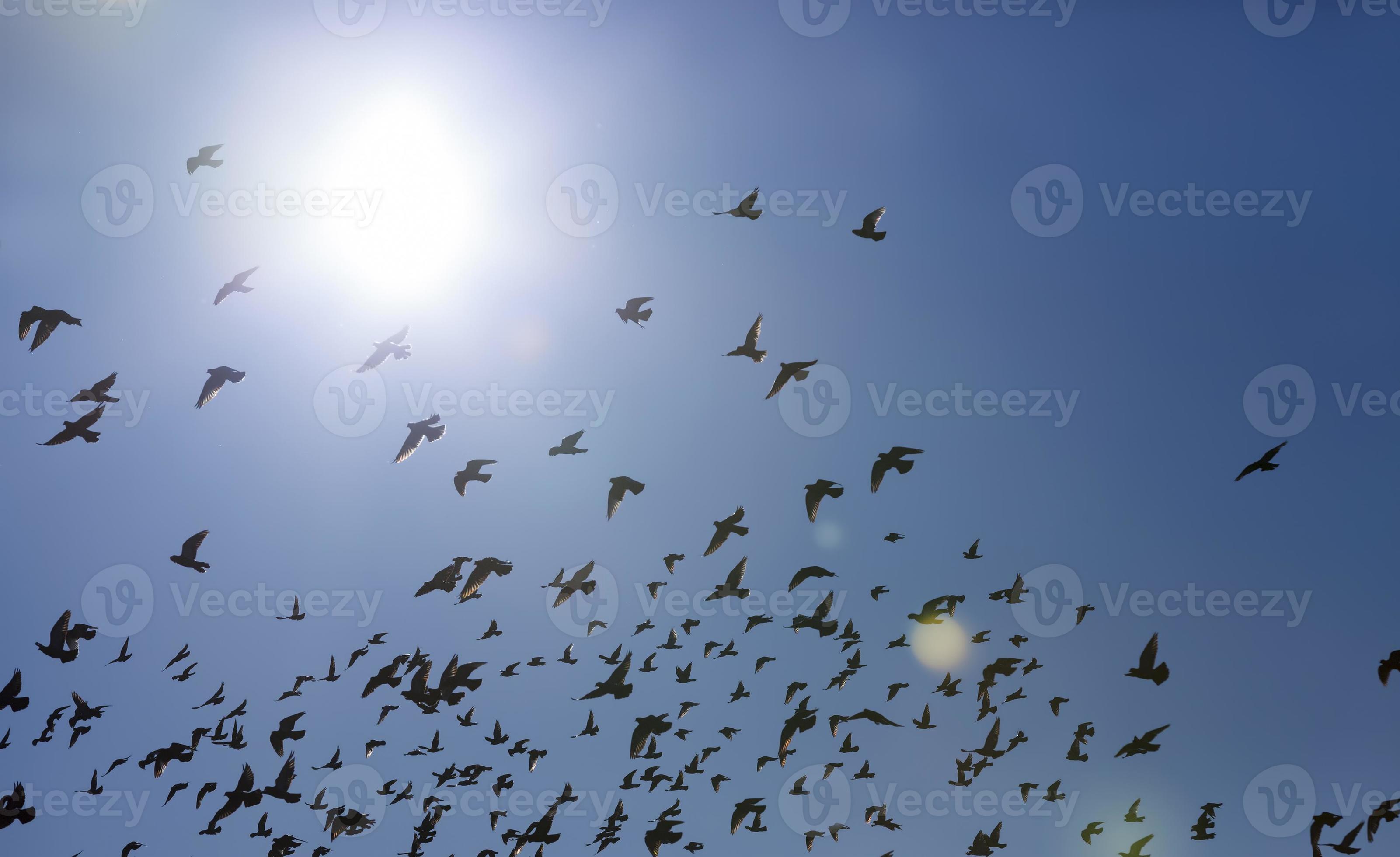 a large number of birds 9487804 Stock Photo at Vecteezy