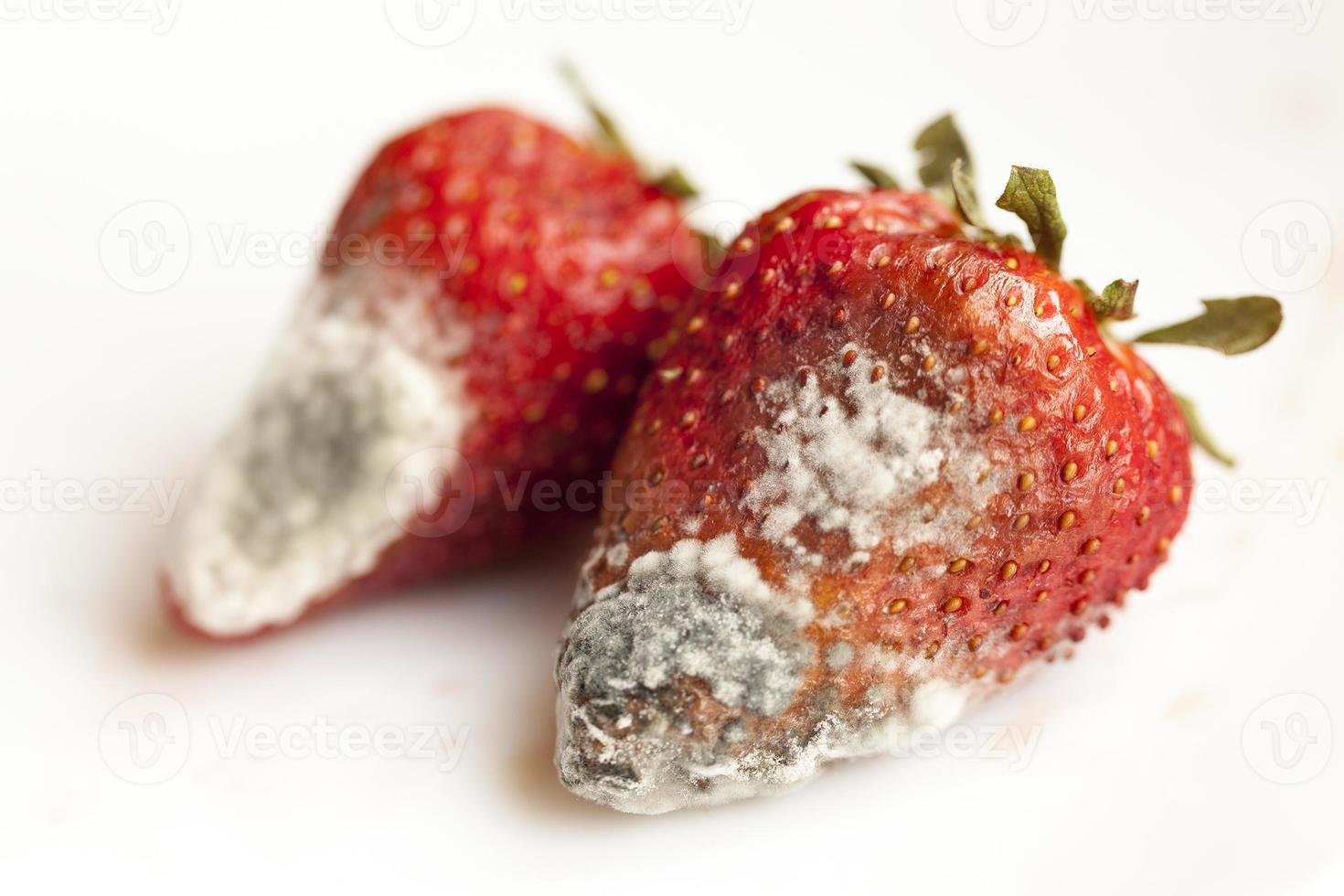 mold on strawberries photo