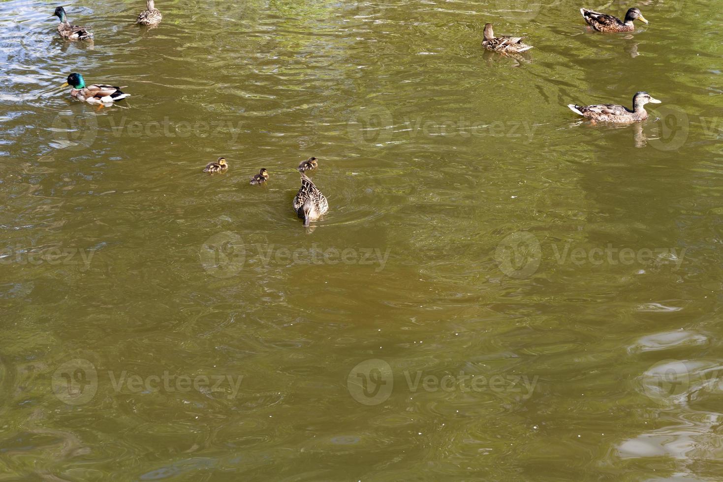 Mama duck with ducklings photo