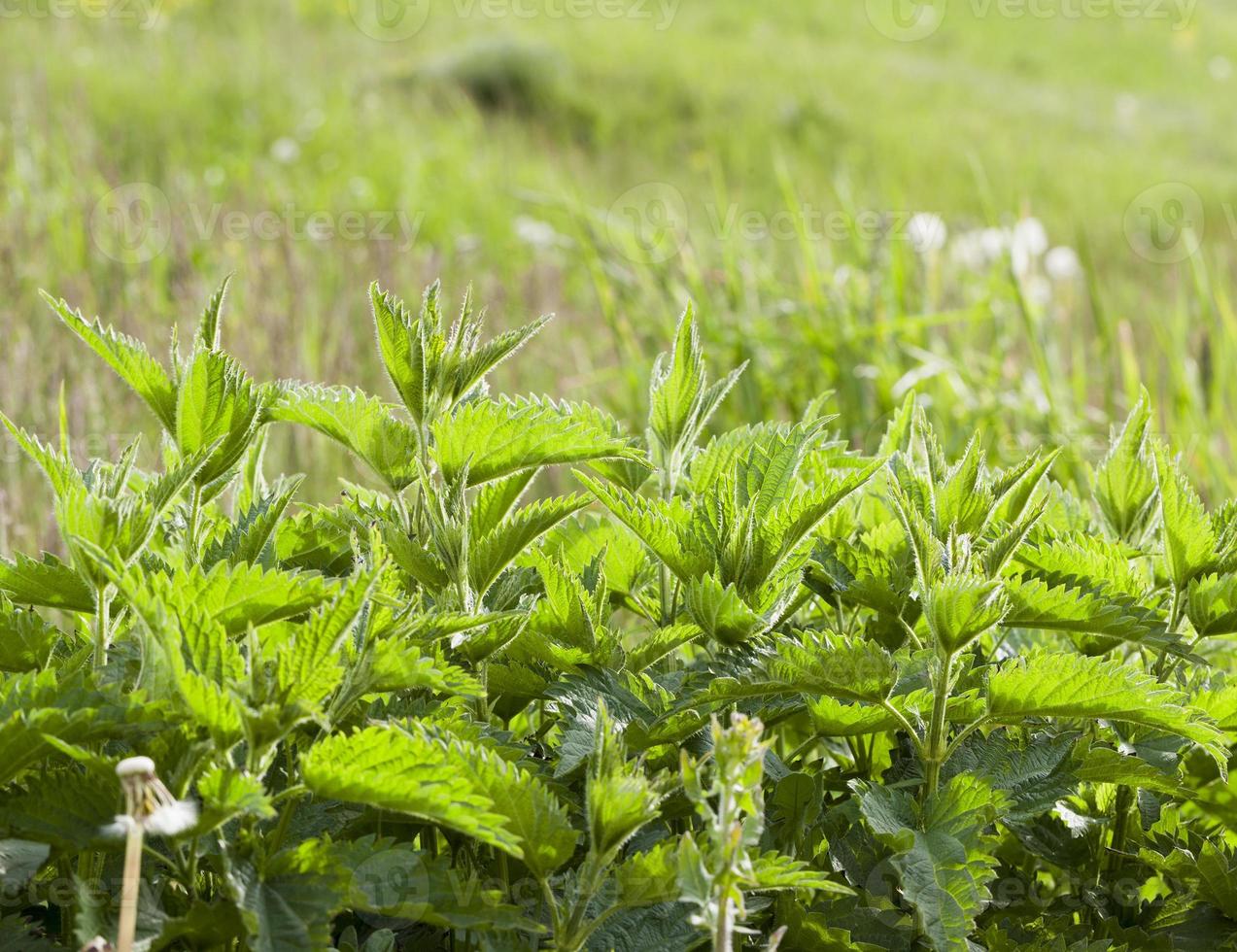 ortiga hoja verde foto