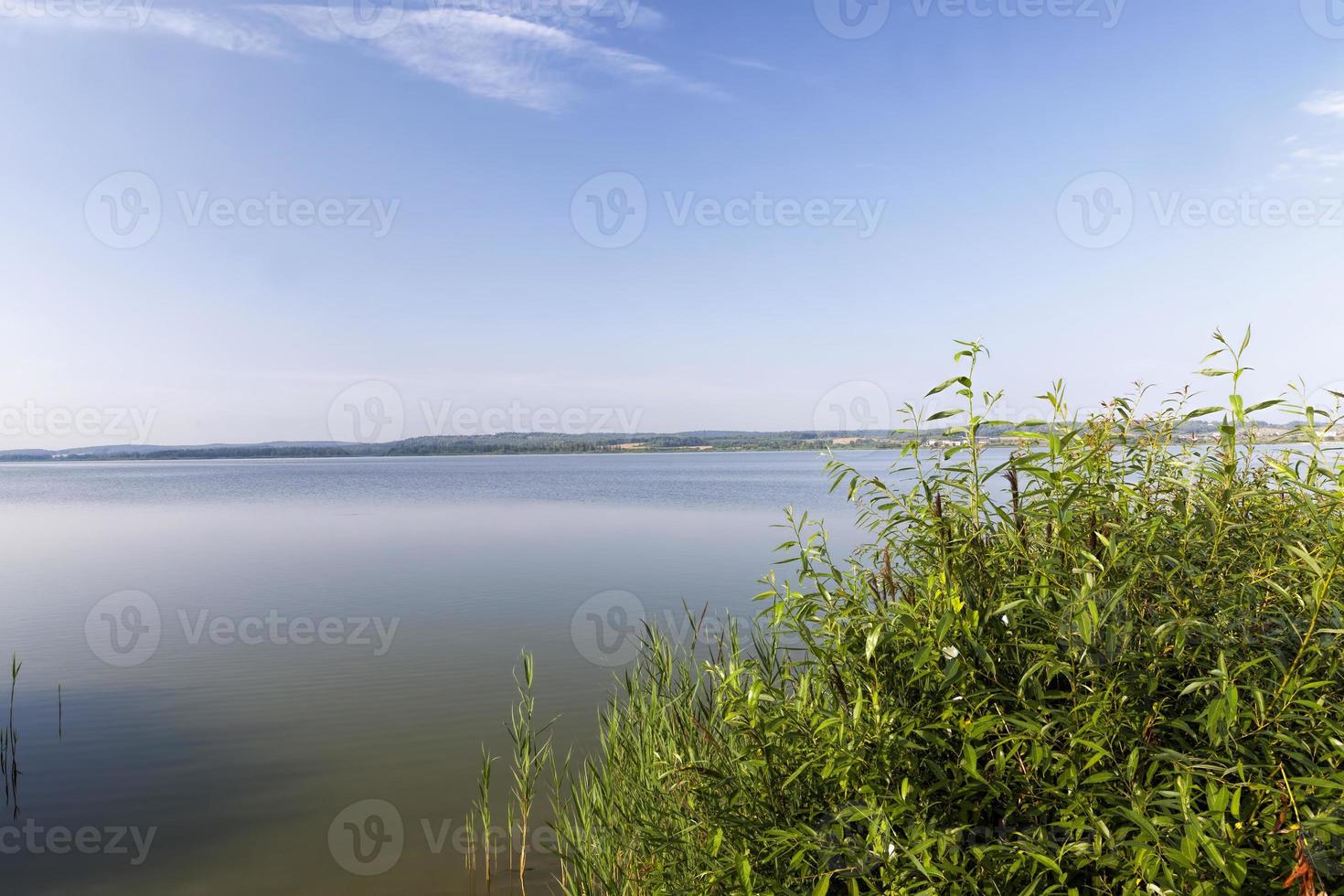 birches and a wide lake photo