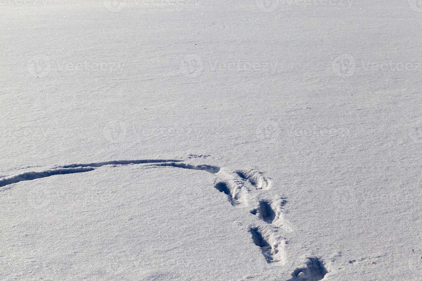 footprints and dents in the snow photo