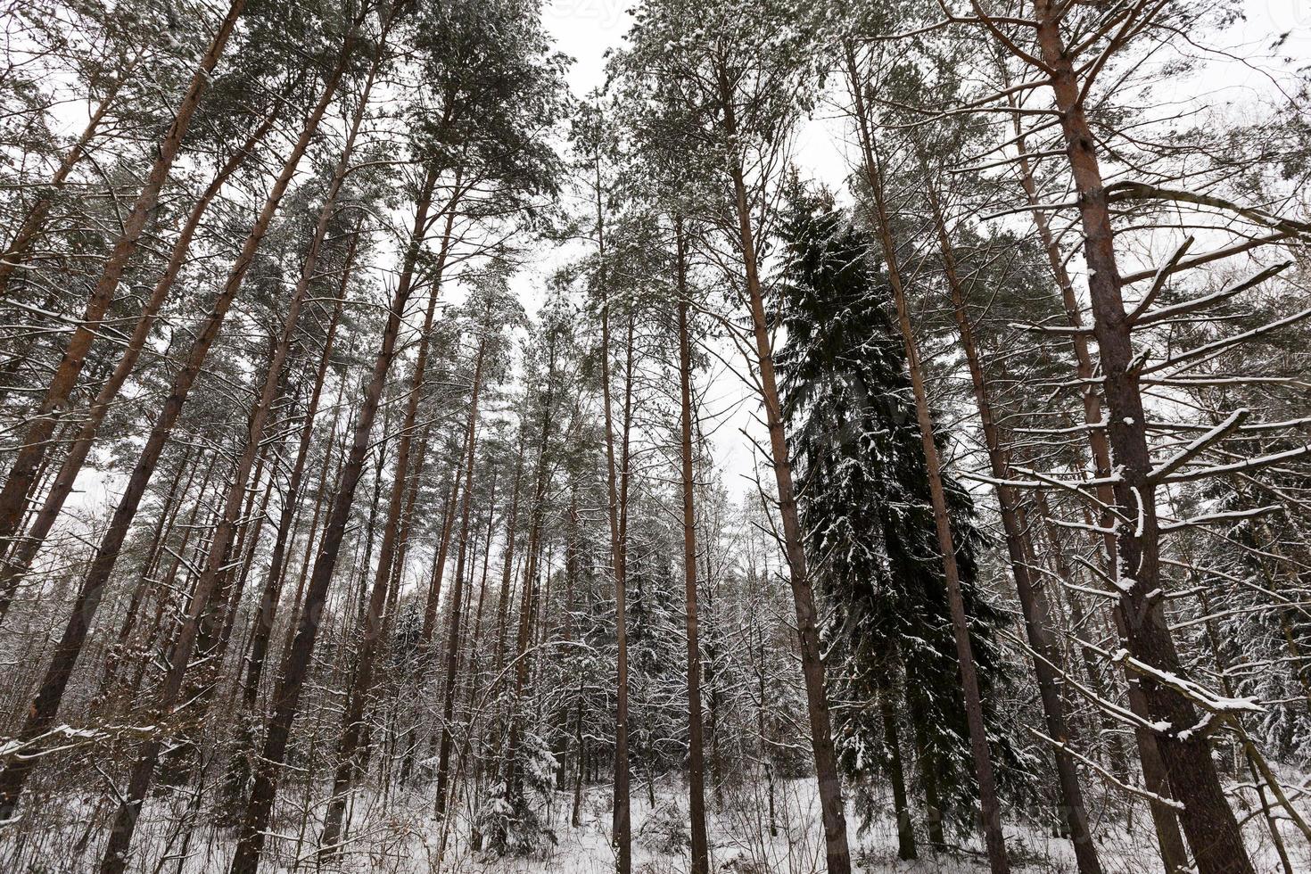 abetos y pinos en la temporada de invierno foto