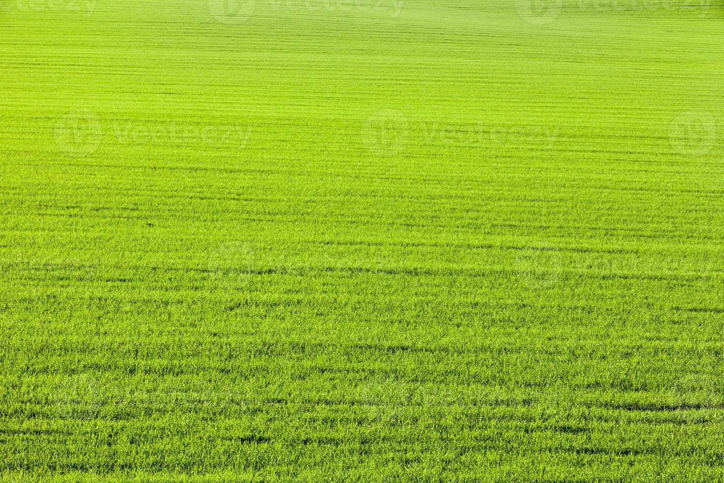 Green wheat field 9488095 Stock Photo at Vecteezy