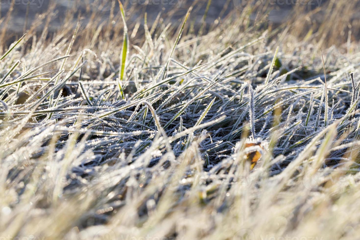 Rye on snow photo