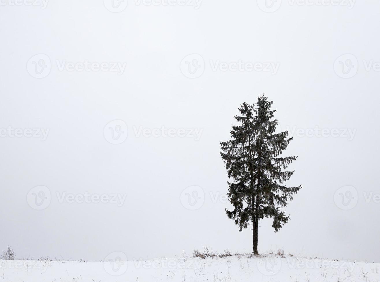 one fir covered snow photo