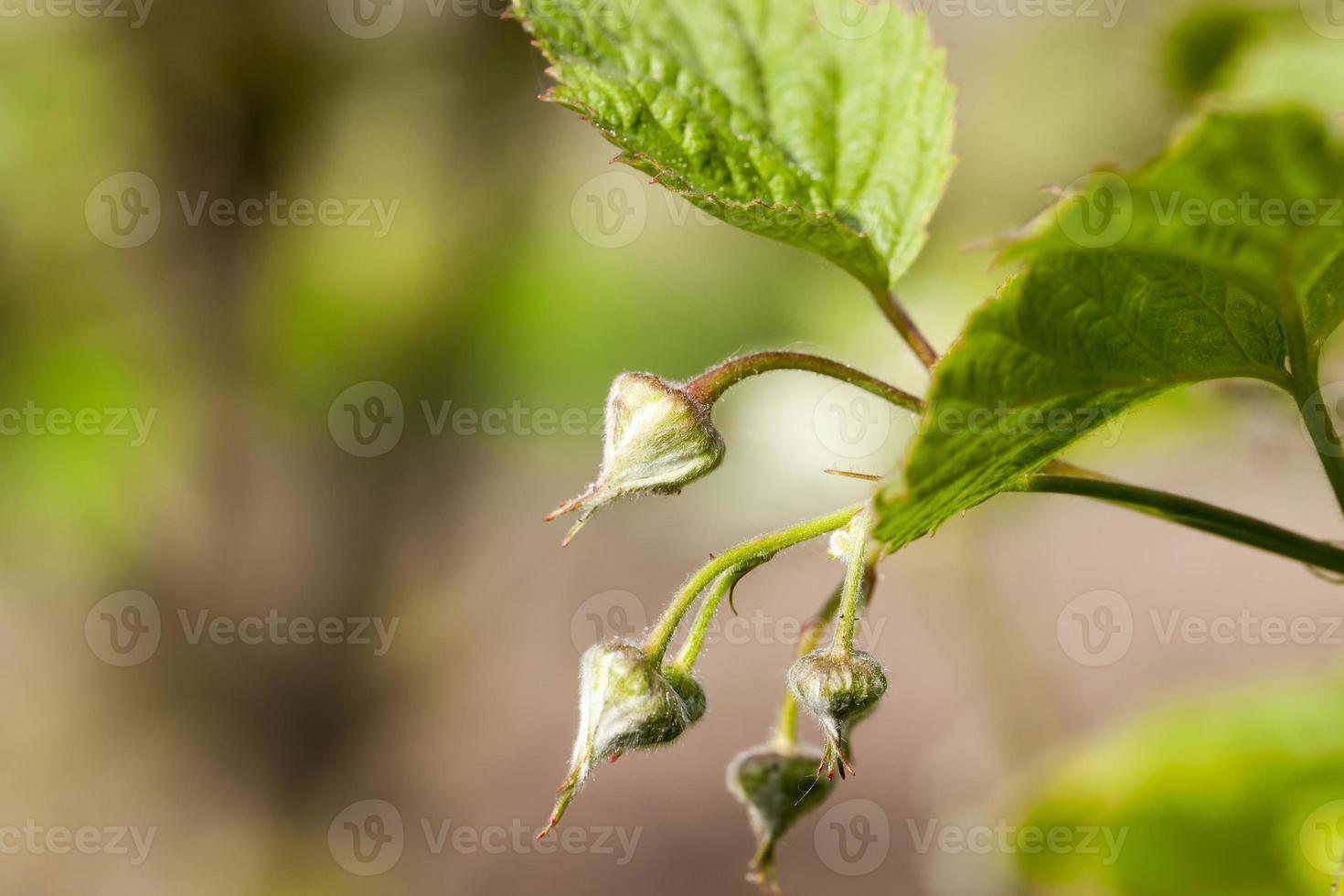 closed buds of raspberry photo