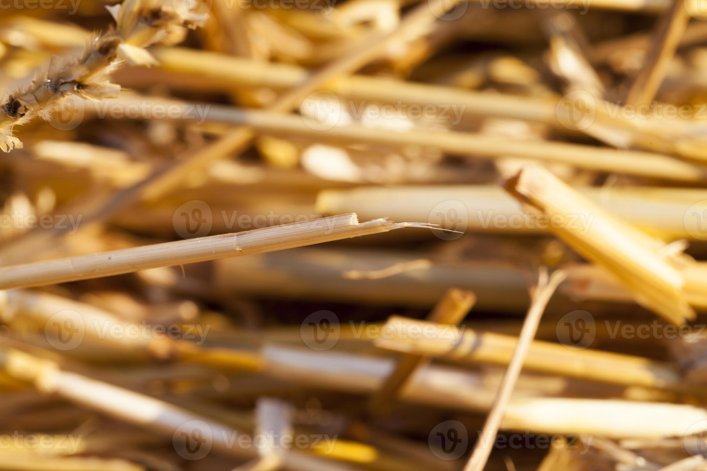 pile of straw 9488141 Stock Photo at Vecteezy