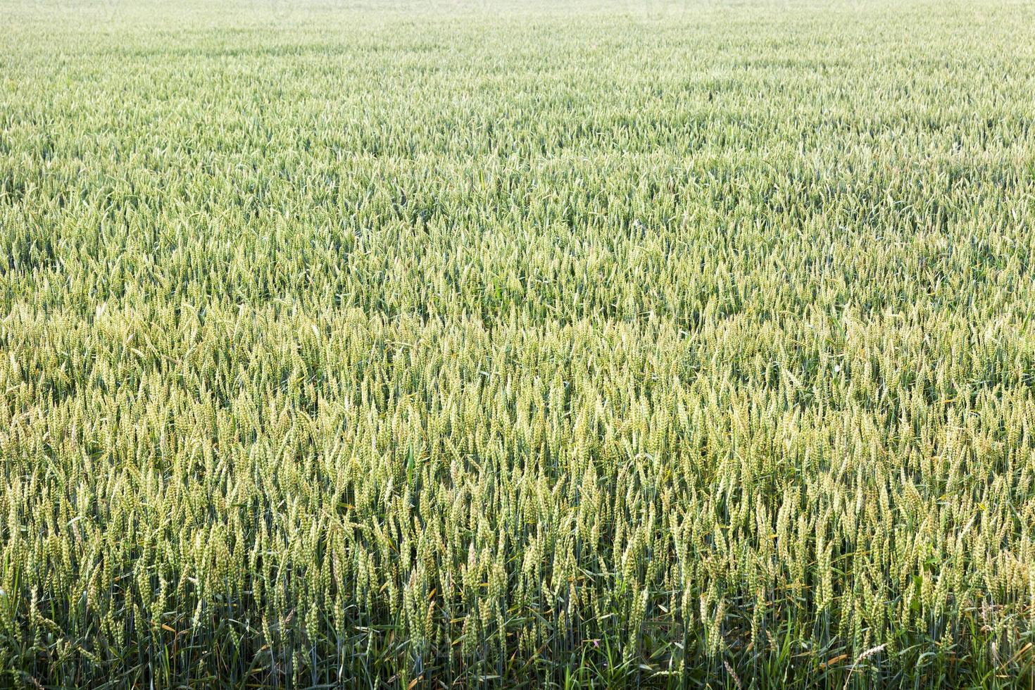 green wheat field photo