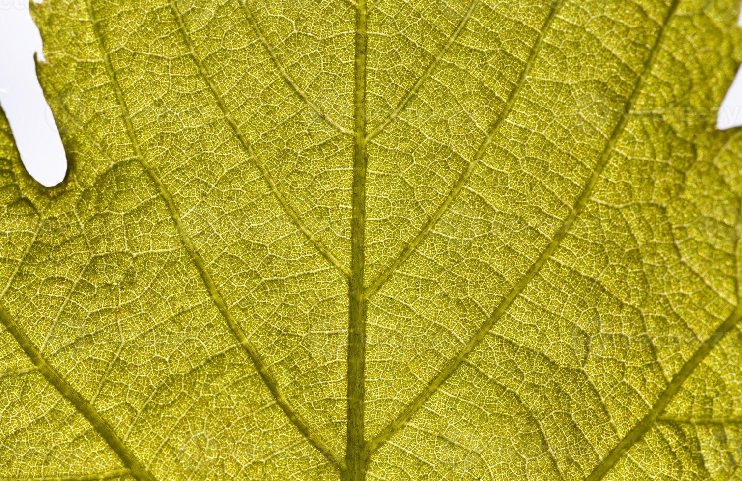 green leaf of grapes photo