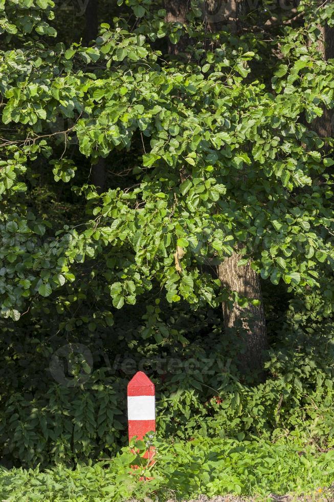 column near forest photo