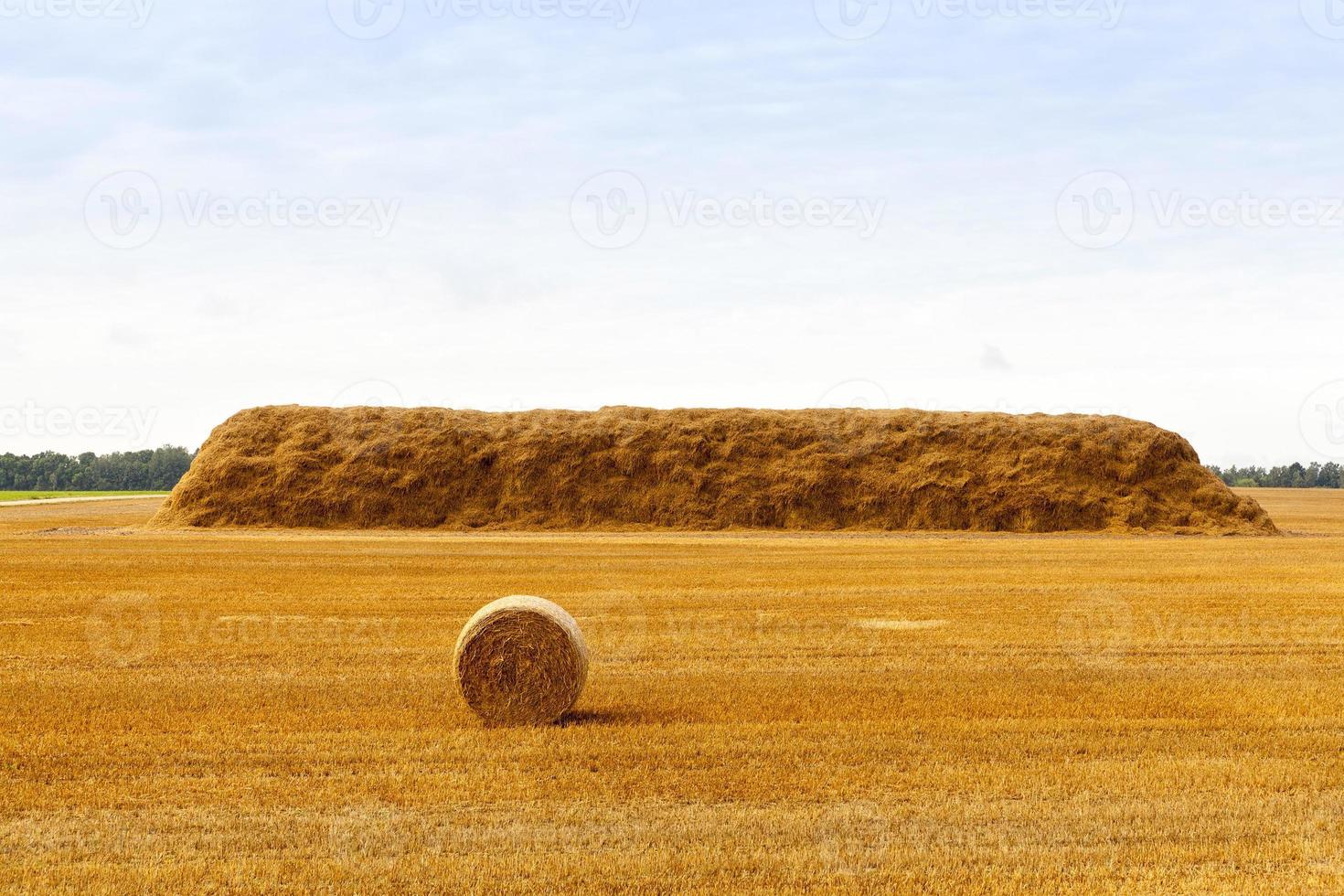 stack of straw photo