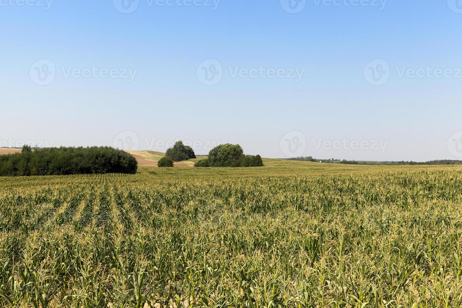 green field of corn photo