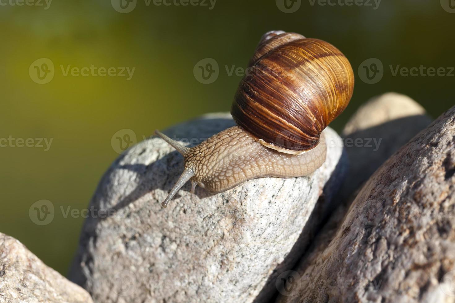 grape snail crawling on its territory photo