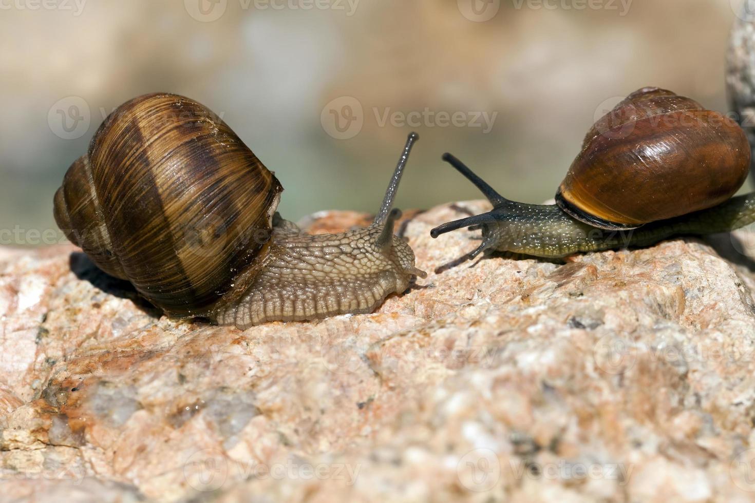 grape snail crawling on its territory photo