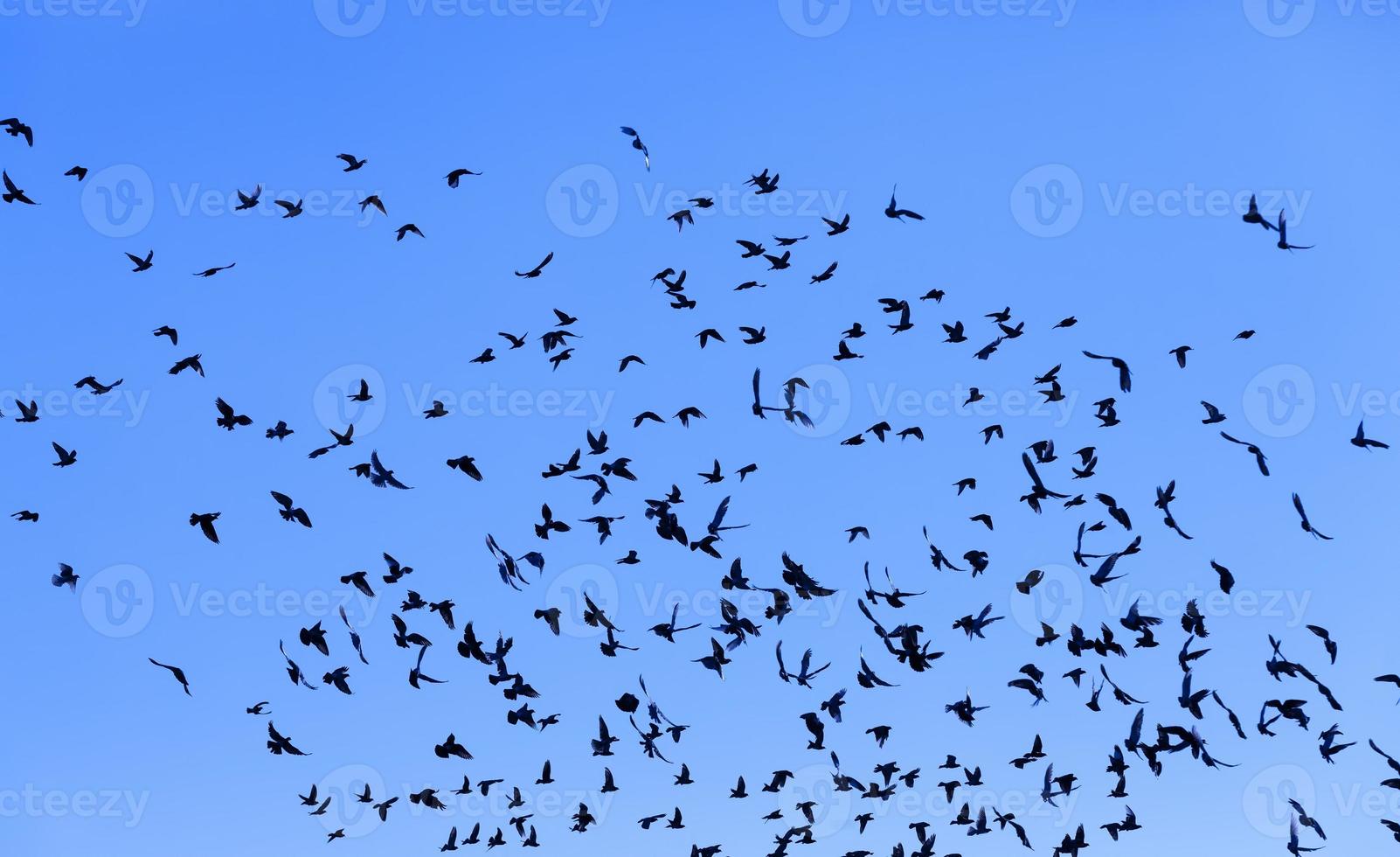 a large number of birds photo