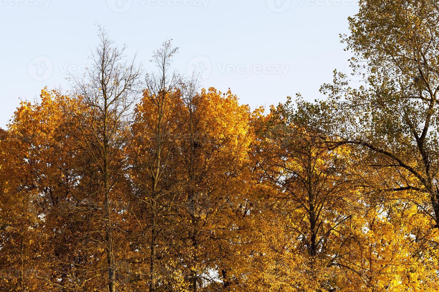 maple foliage in autumn leaf fall photo