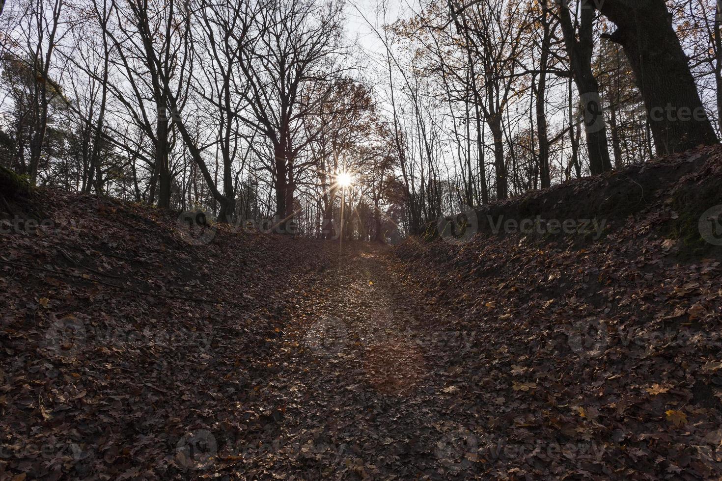 landscape of deciduous trees in the autumn season photo