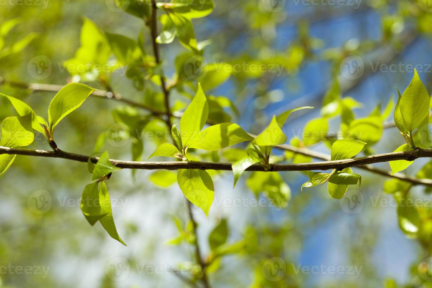 hojas de tilo, primavera foto