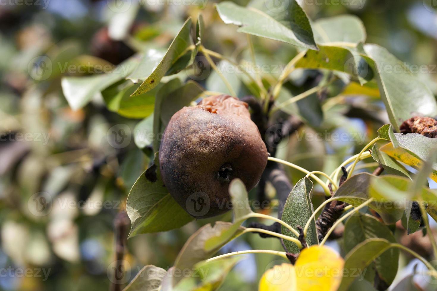 rotten pear on the tree photo
