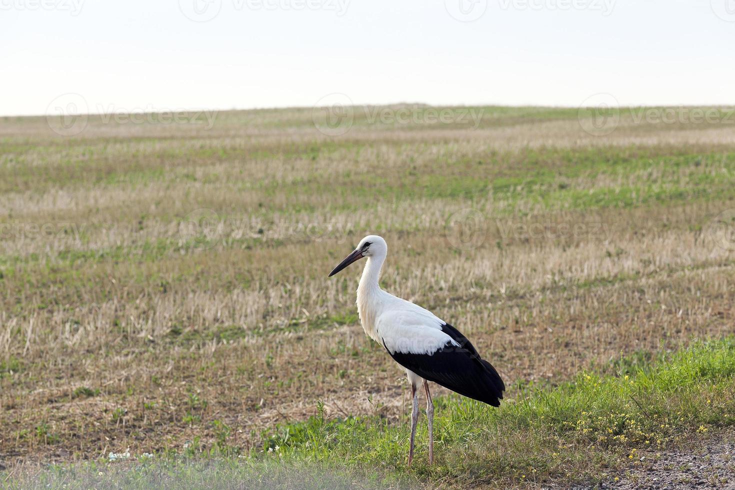 bird on the field photo