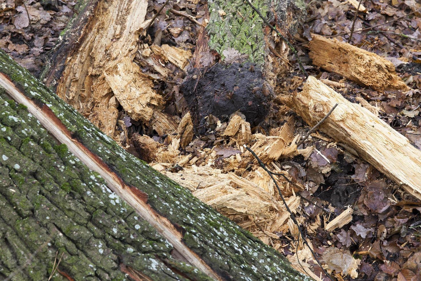Old broken trunk photo