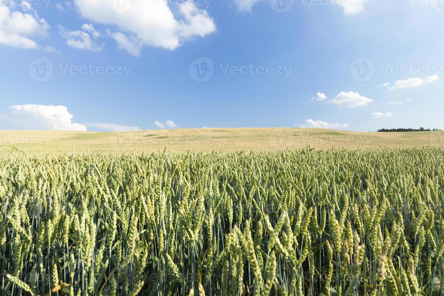 green immature cereals photo