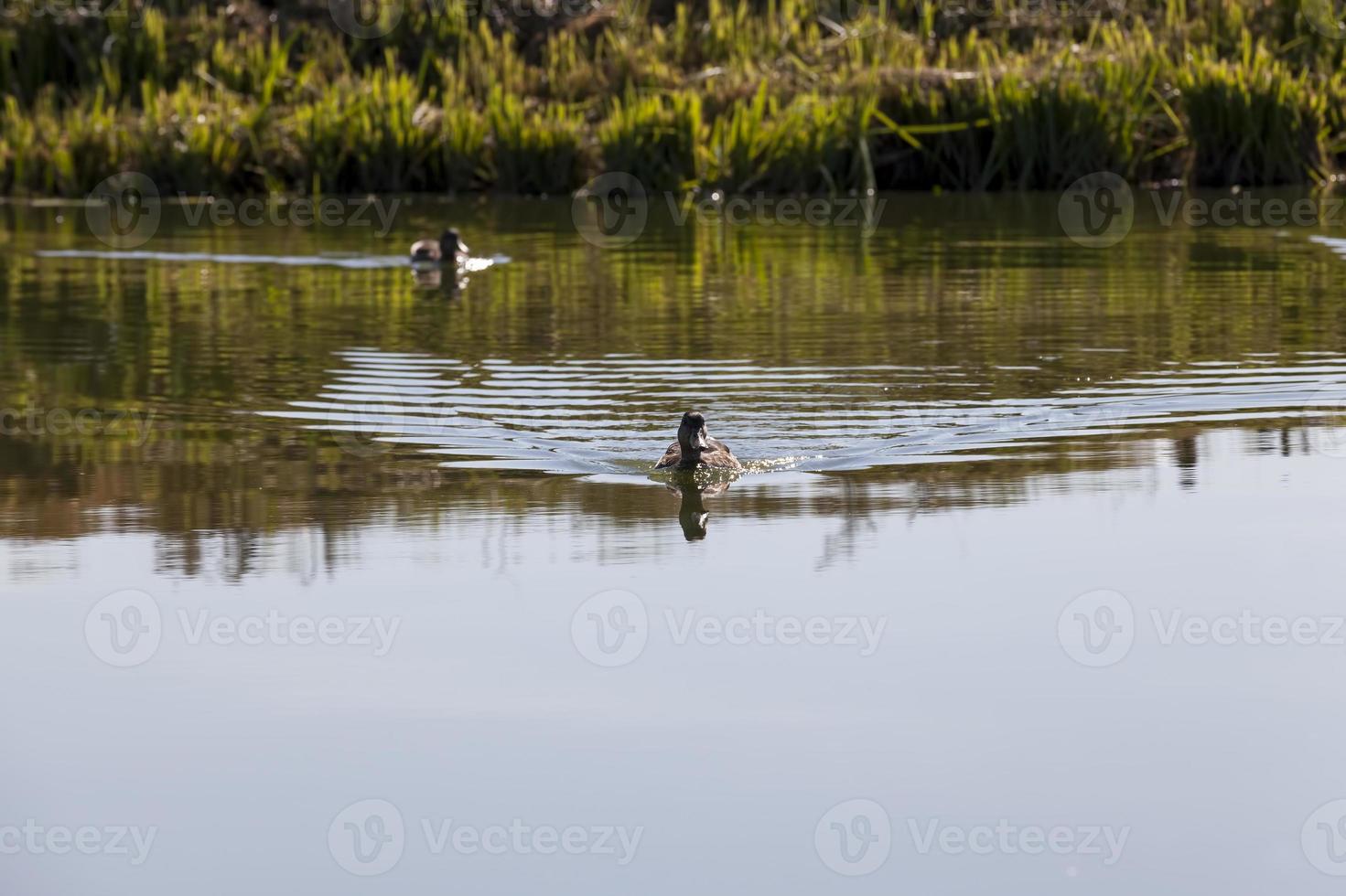 wild ducks during recreation and hunting photo