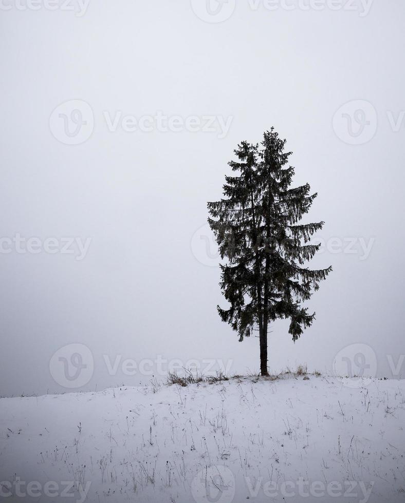 Fir under snow photo