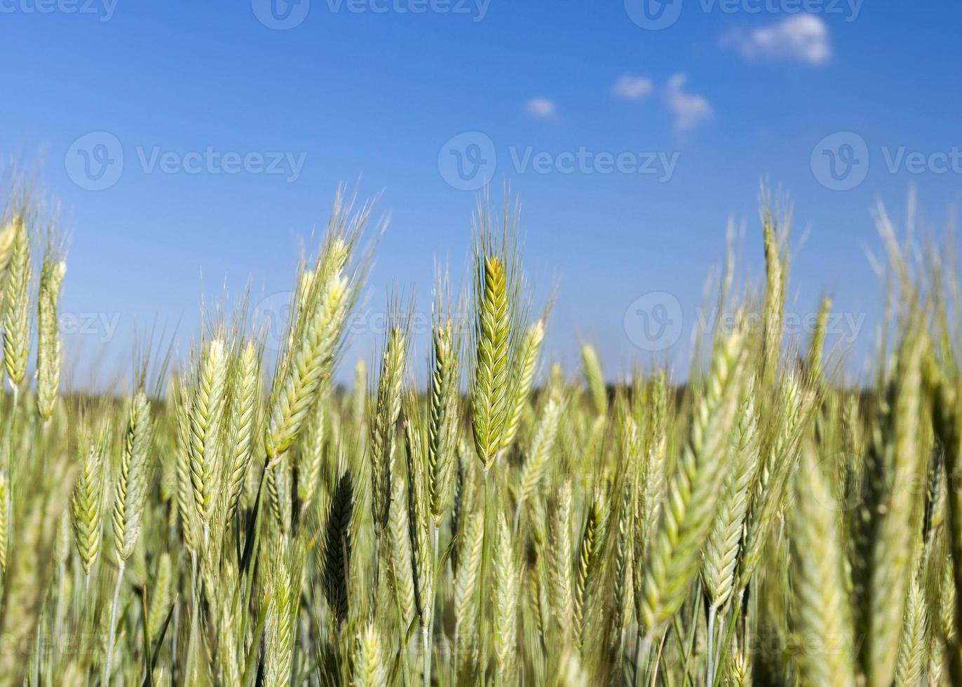 Field with cereal photo
