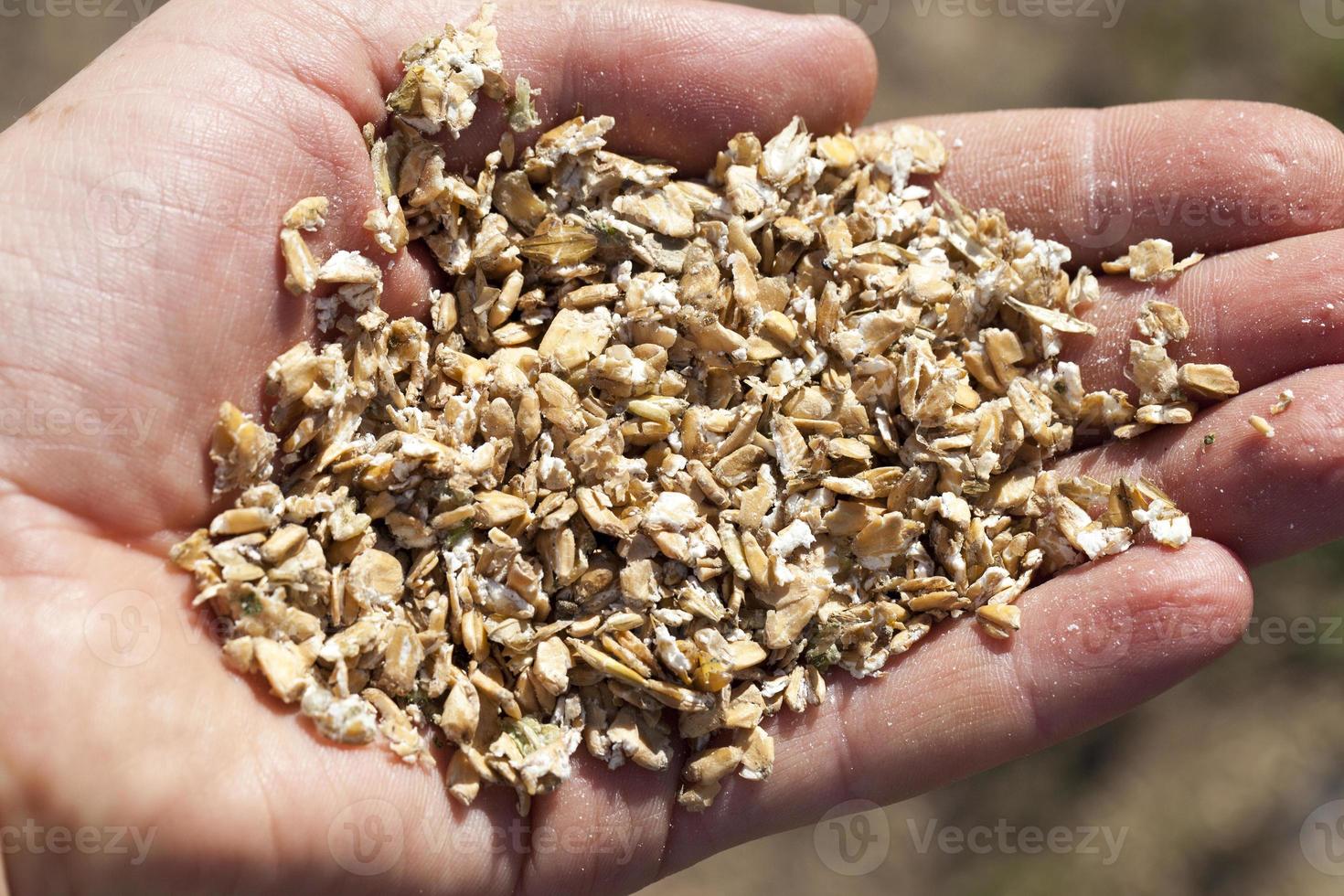 feed press oat photo